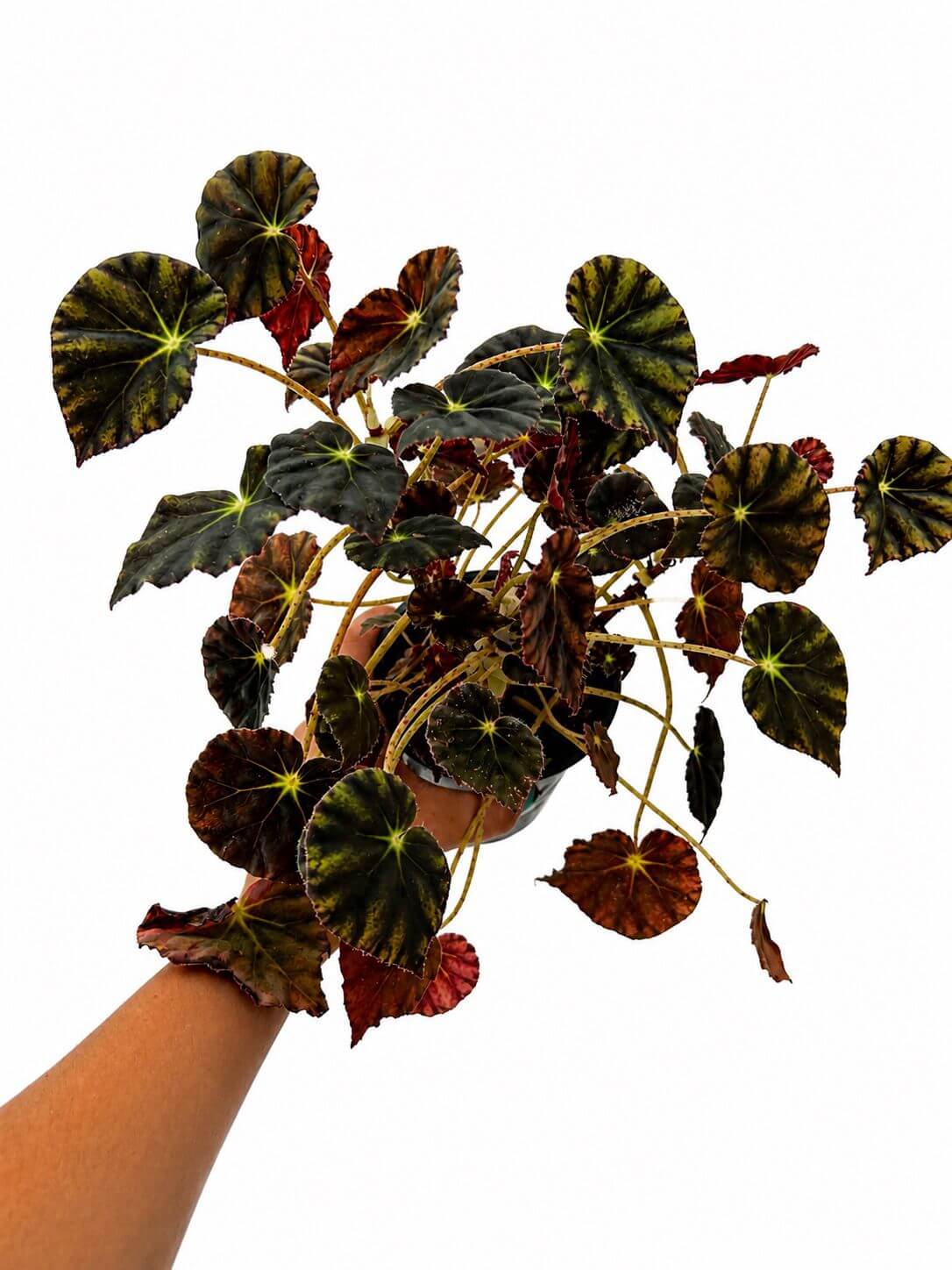Begonia red china 4”