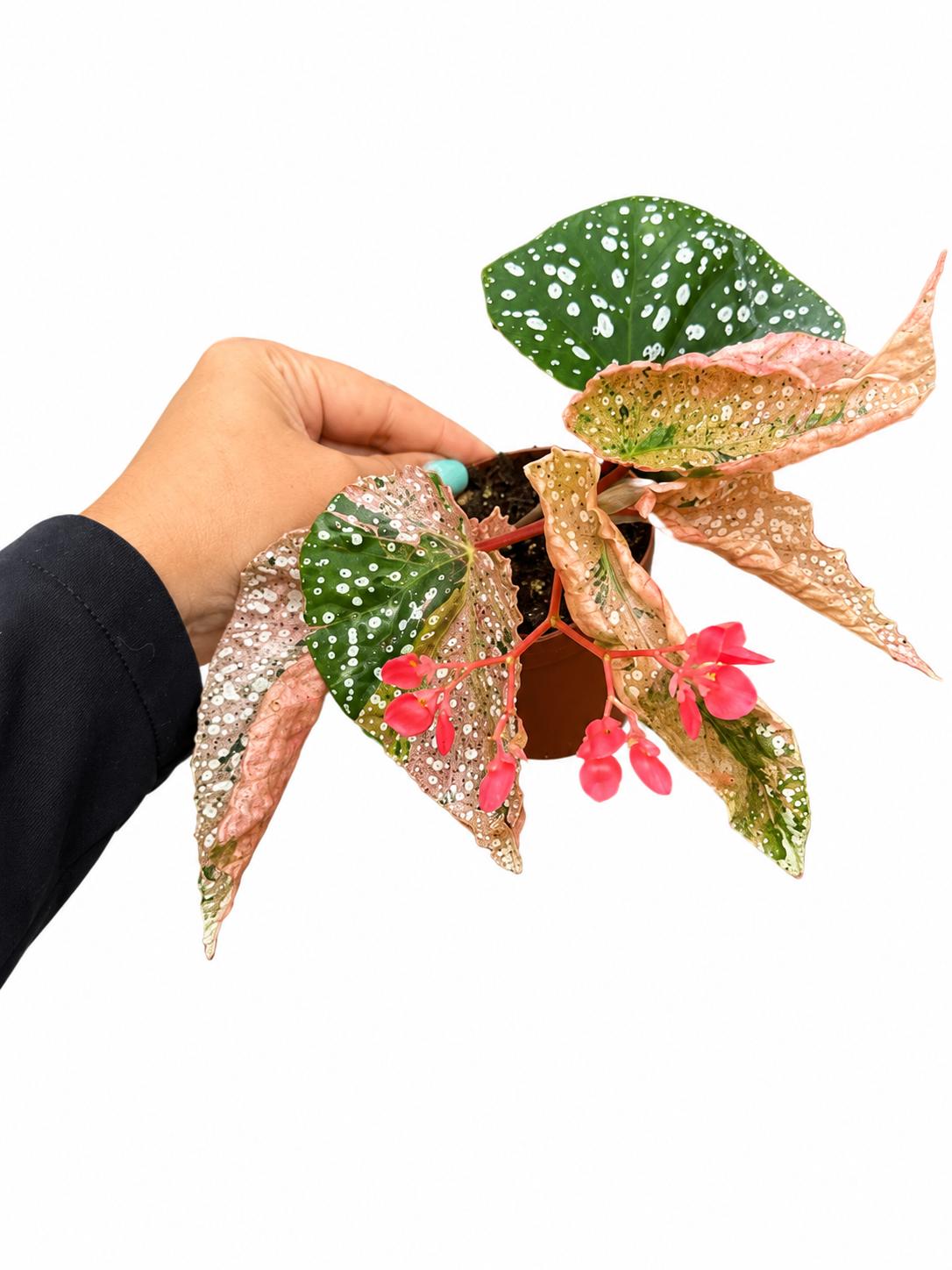 Begonia snowcap variegated 3”