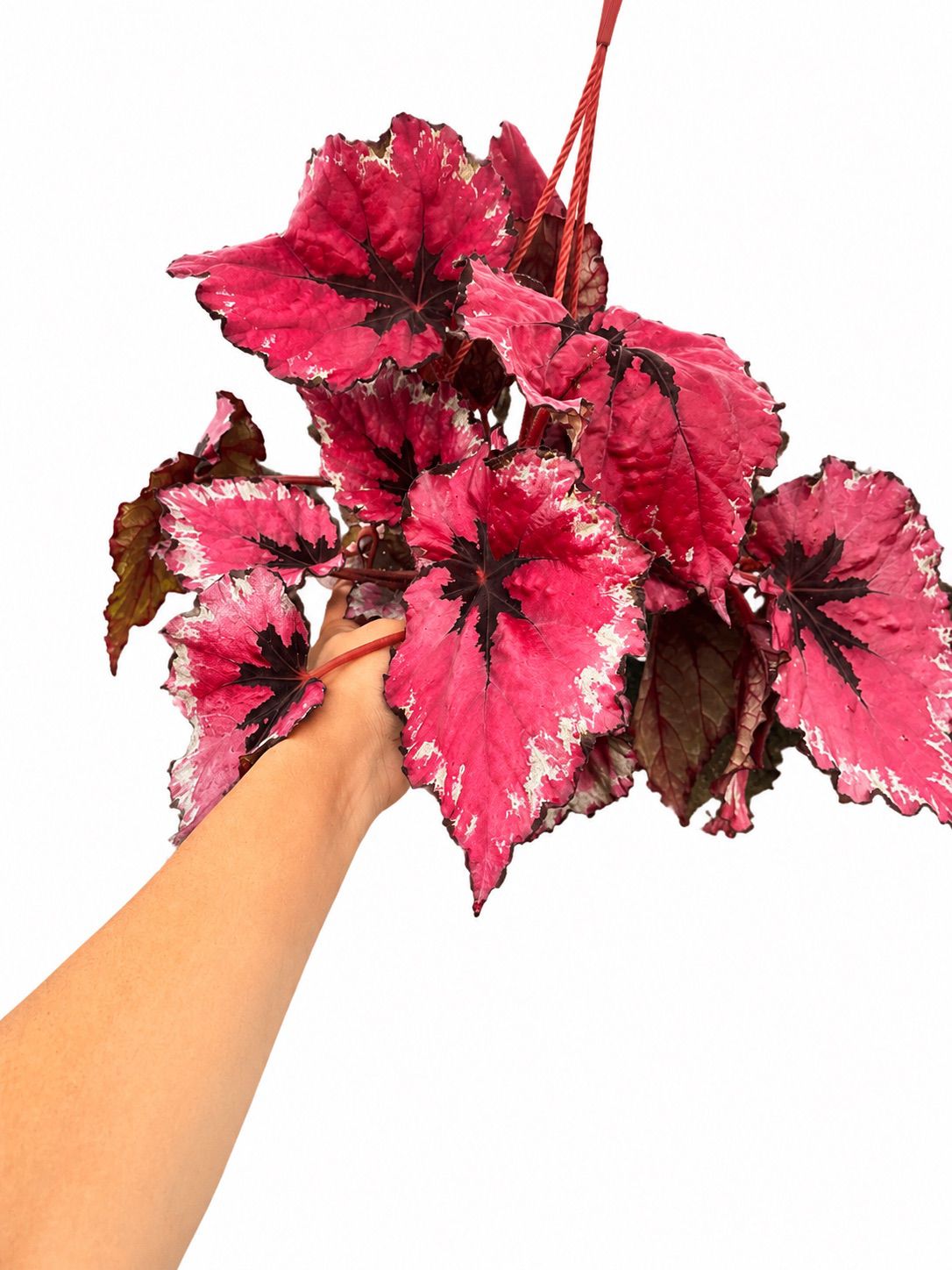 Begonia super red 6”
