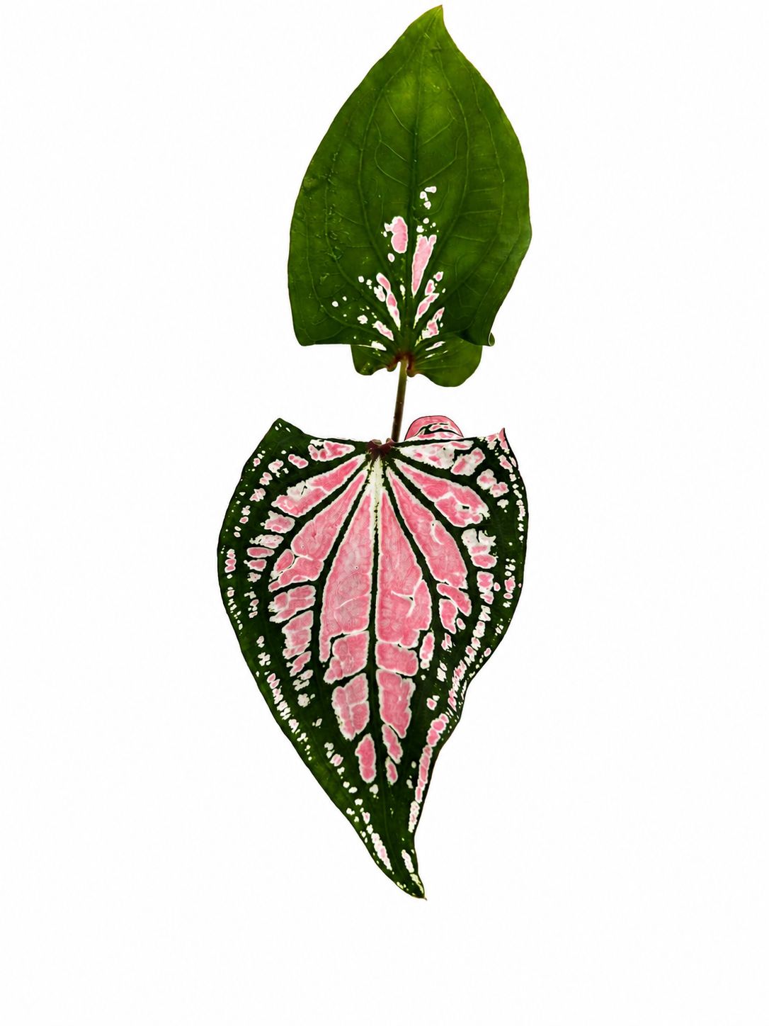 Caladium Thai 3”