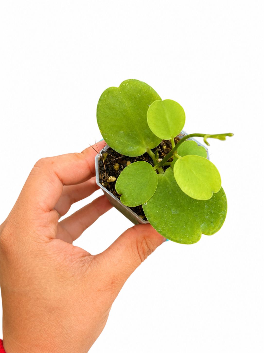 Dischidia imbricata 3”