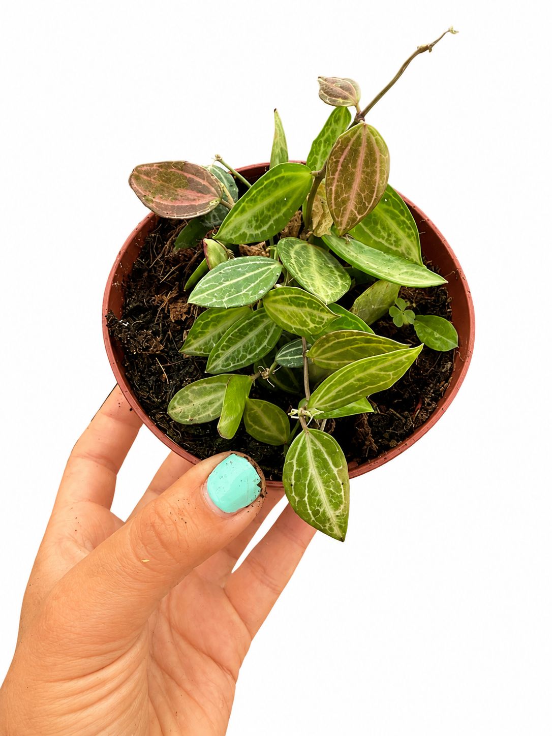 Dischidia ovata 4”
