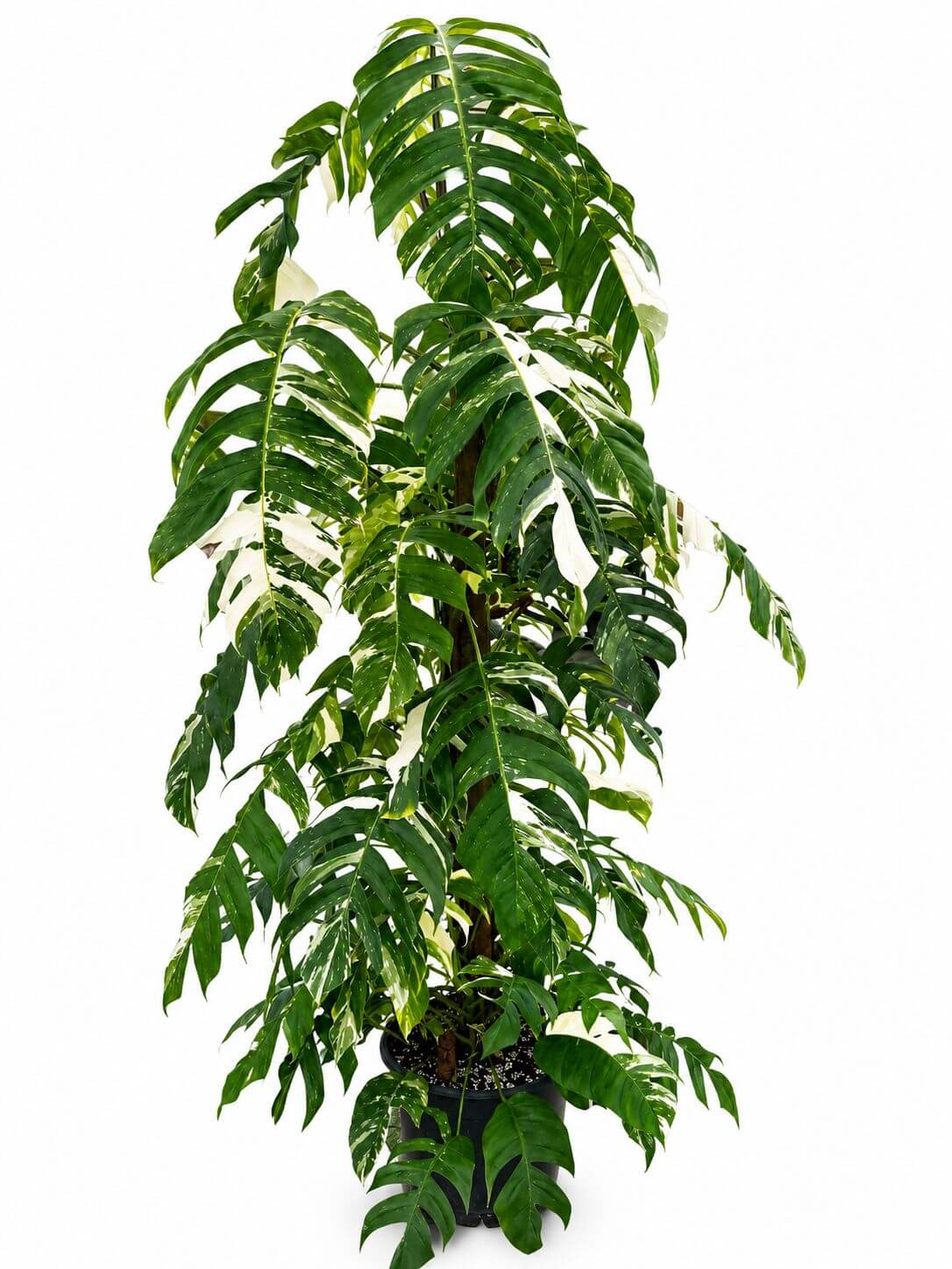 Epipremnum albo 1GL big one