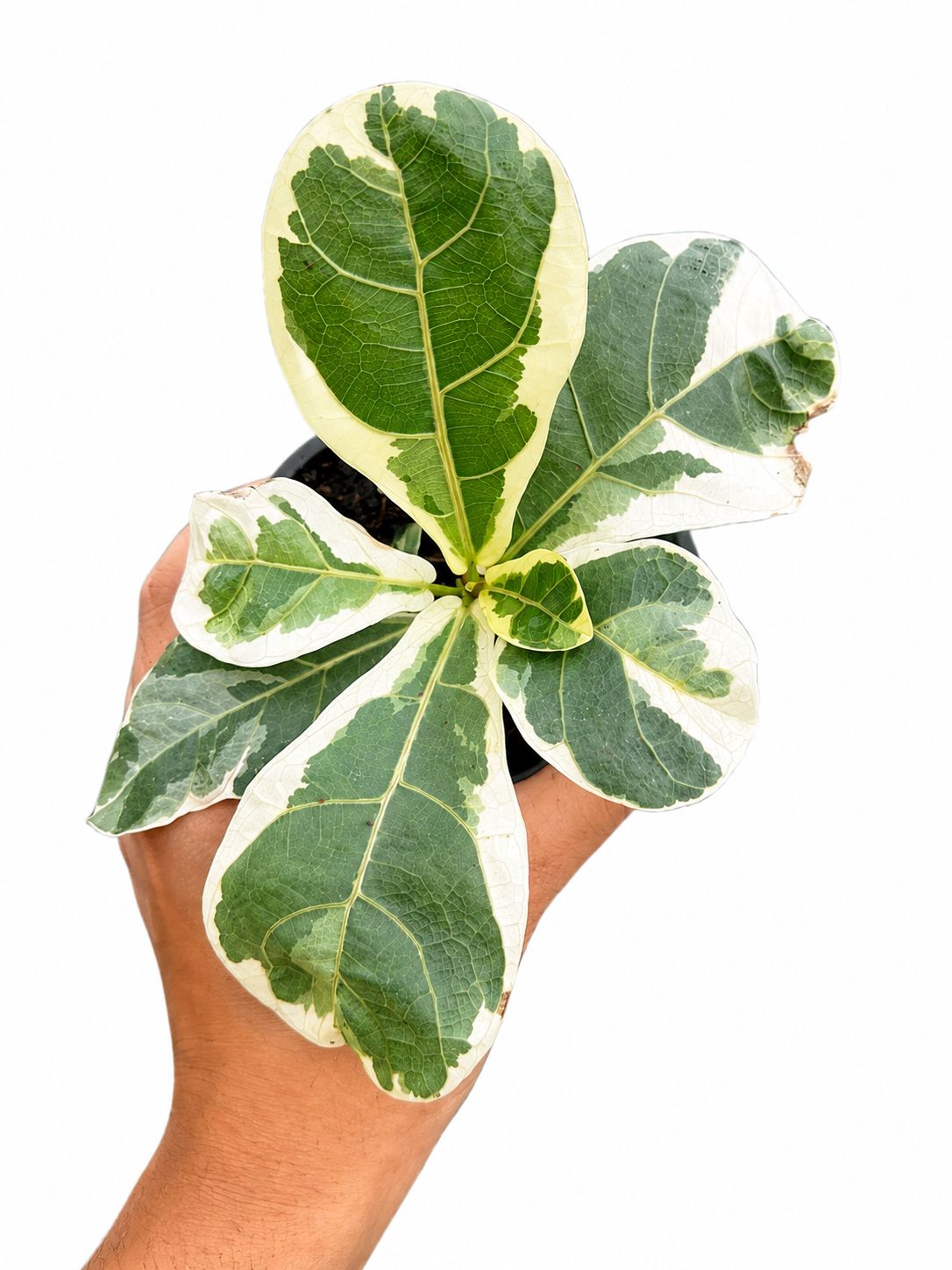 Ficus lyrata 4”