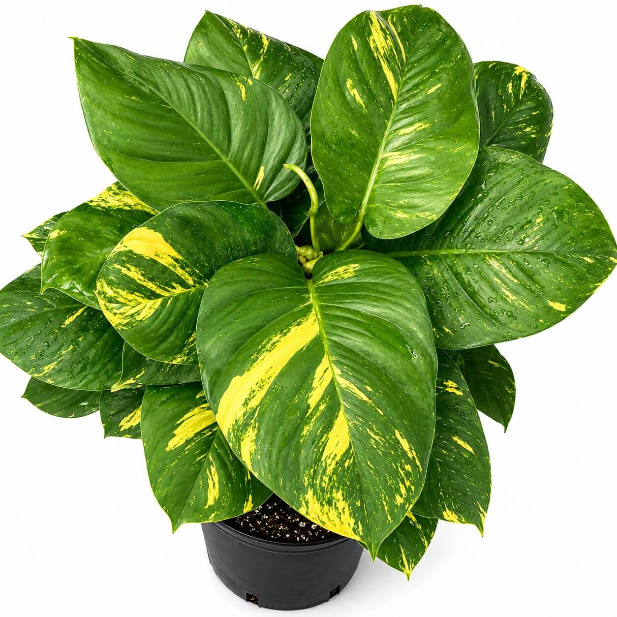Hawaii Pothos 8”