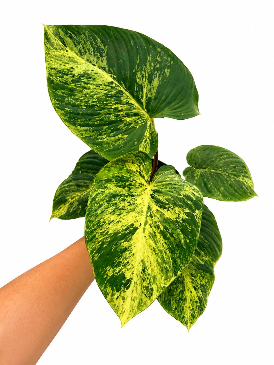 Homalomena Red stem variegated 4”