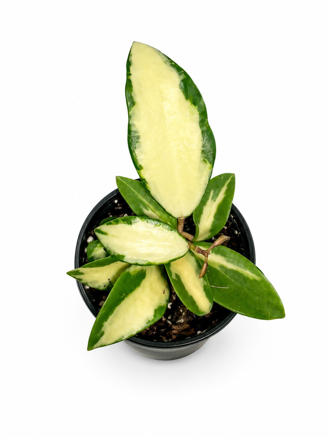 Hoya Acuta albo 4”