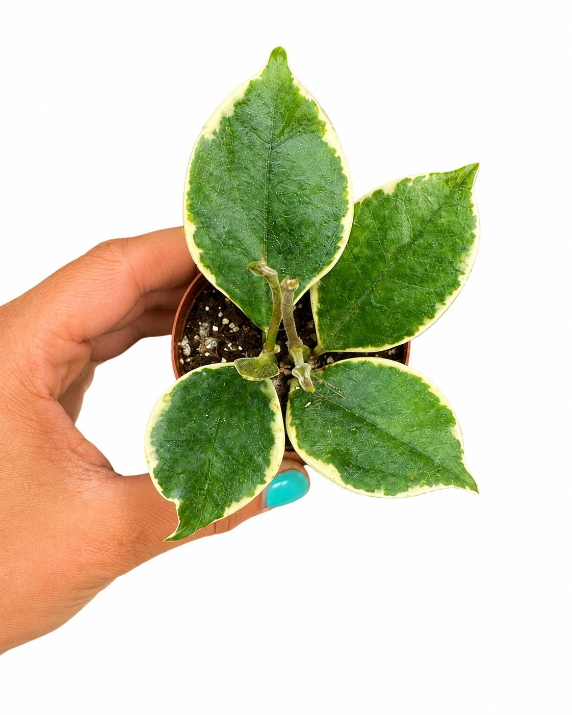 Hoya Australis albo 3”