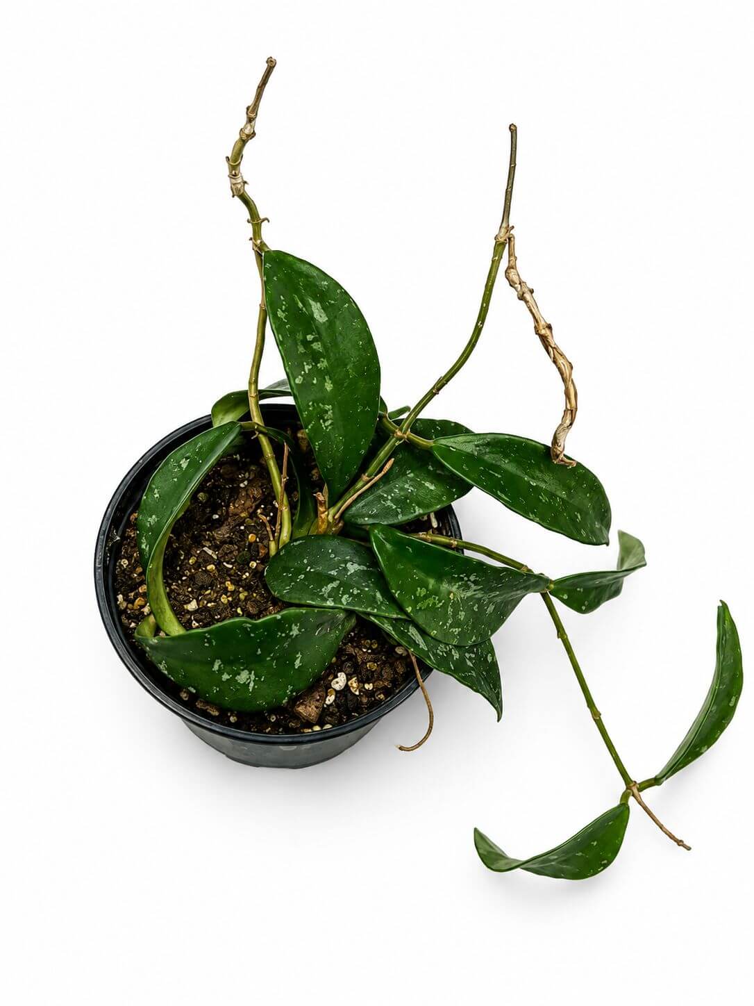Hoya phuwaensis 4”