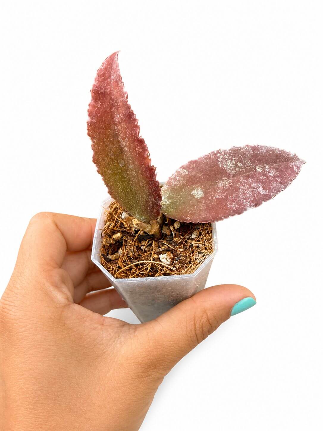 Hoya Caudata red 3”