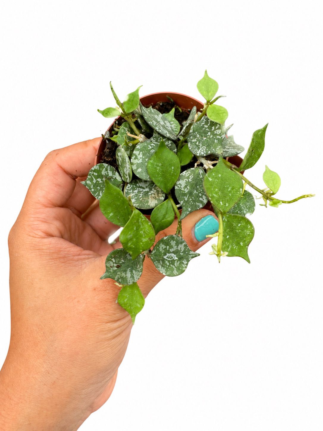 Hoya Curtisi 3”