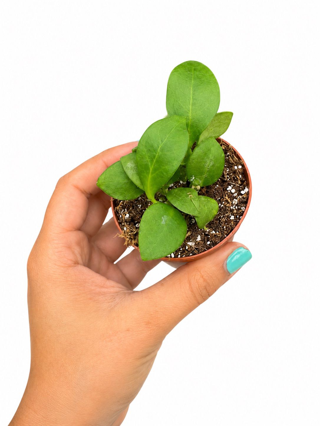 Hoya Heuschkeliana pin 3”