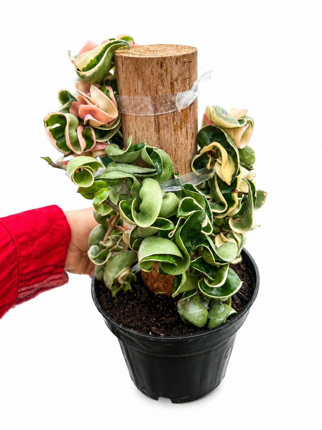 Hoya Hindu rope variegated 6”