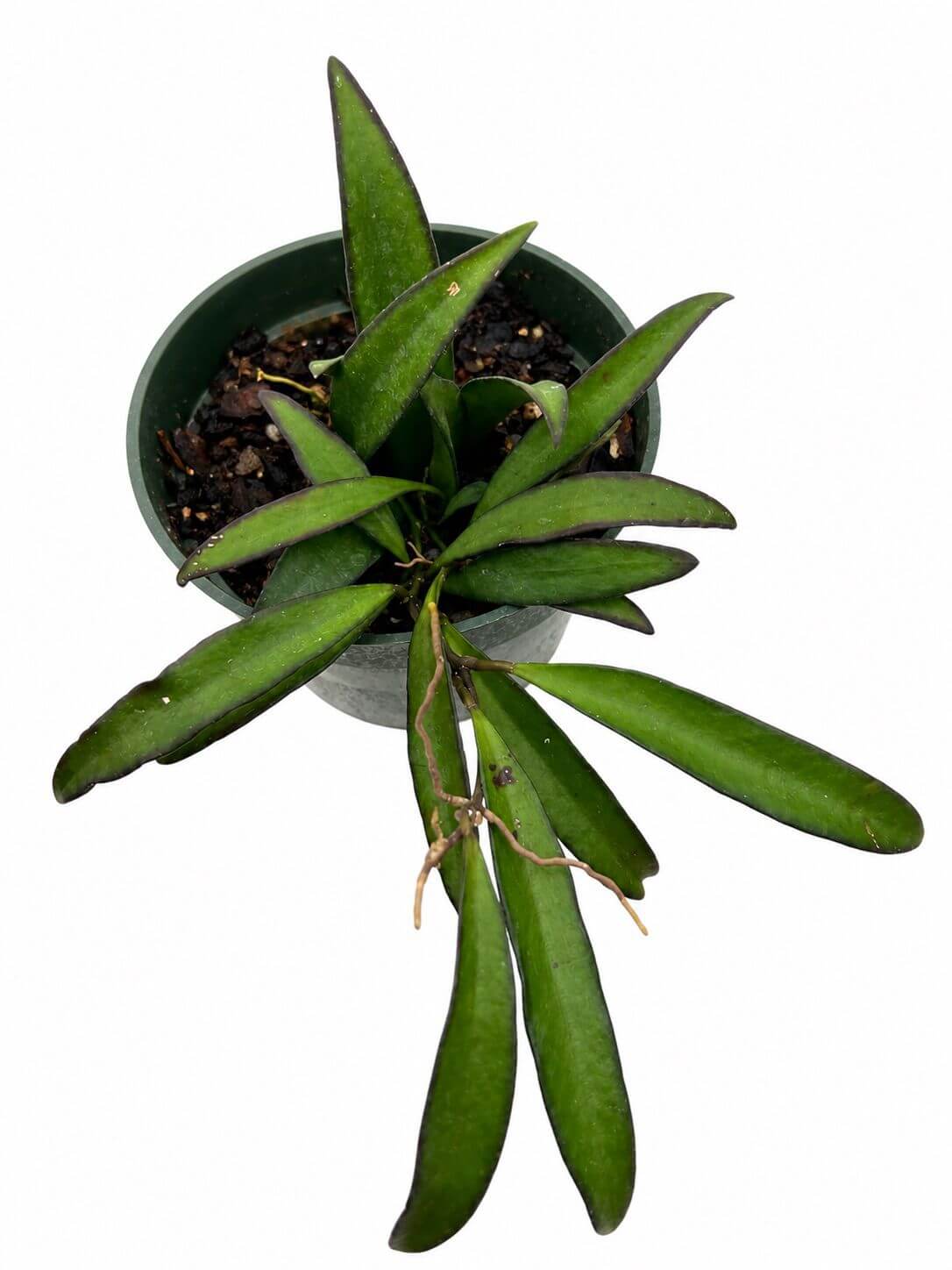 Hoya Kentiana 4”