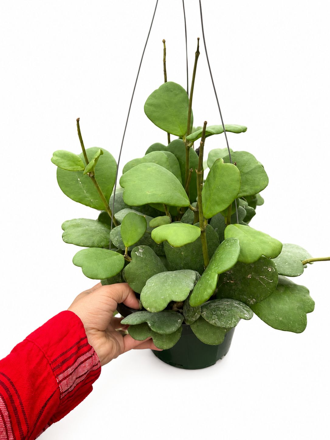 Hoya Kerri 8” HB