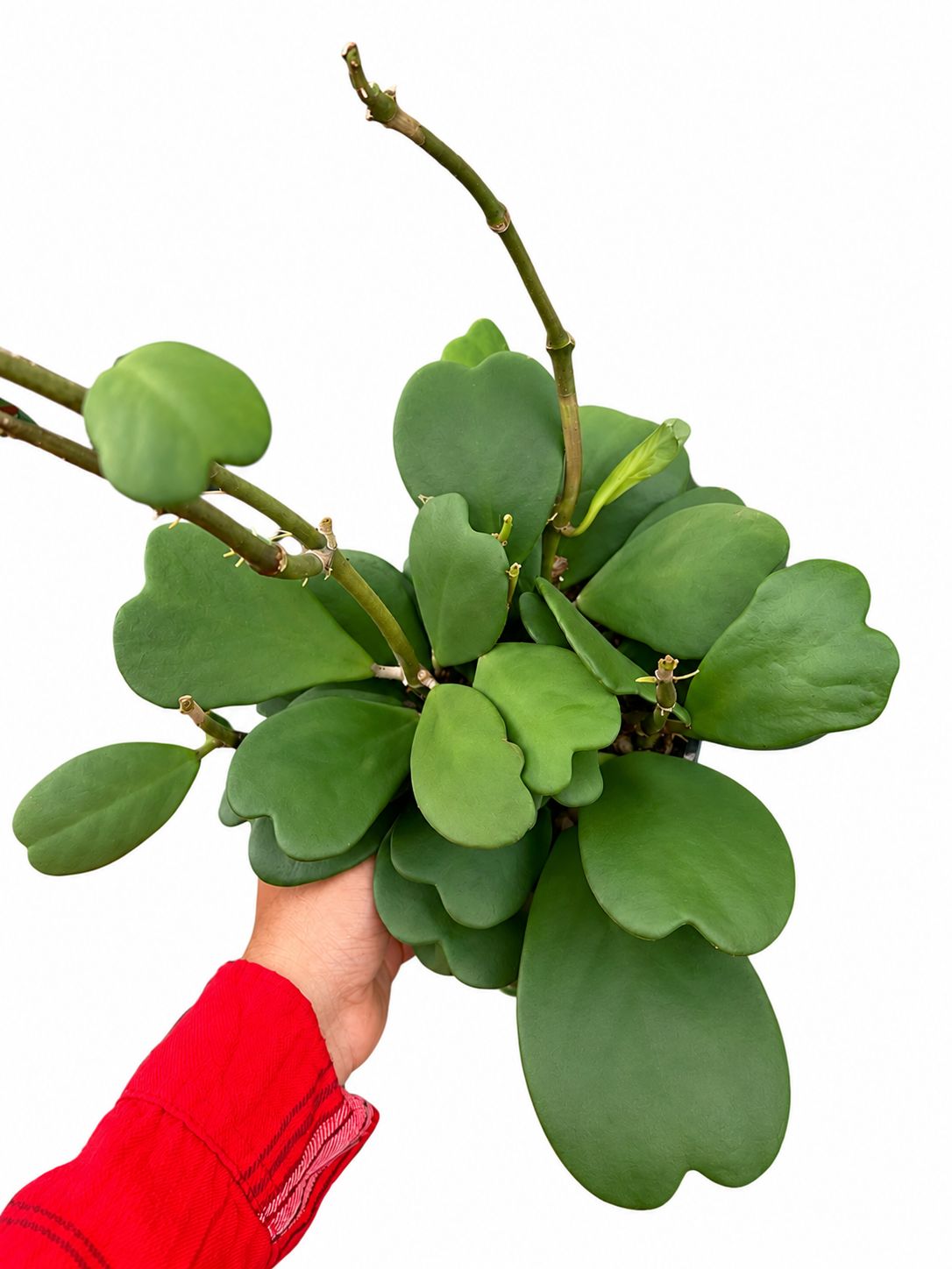 Hoya Kerri green 6”