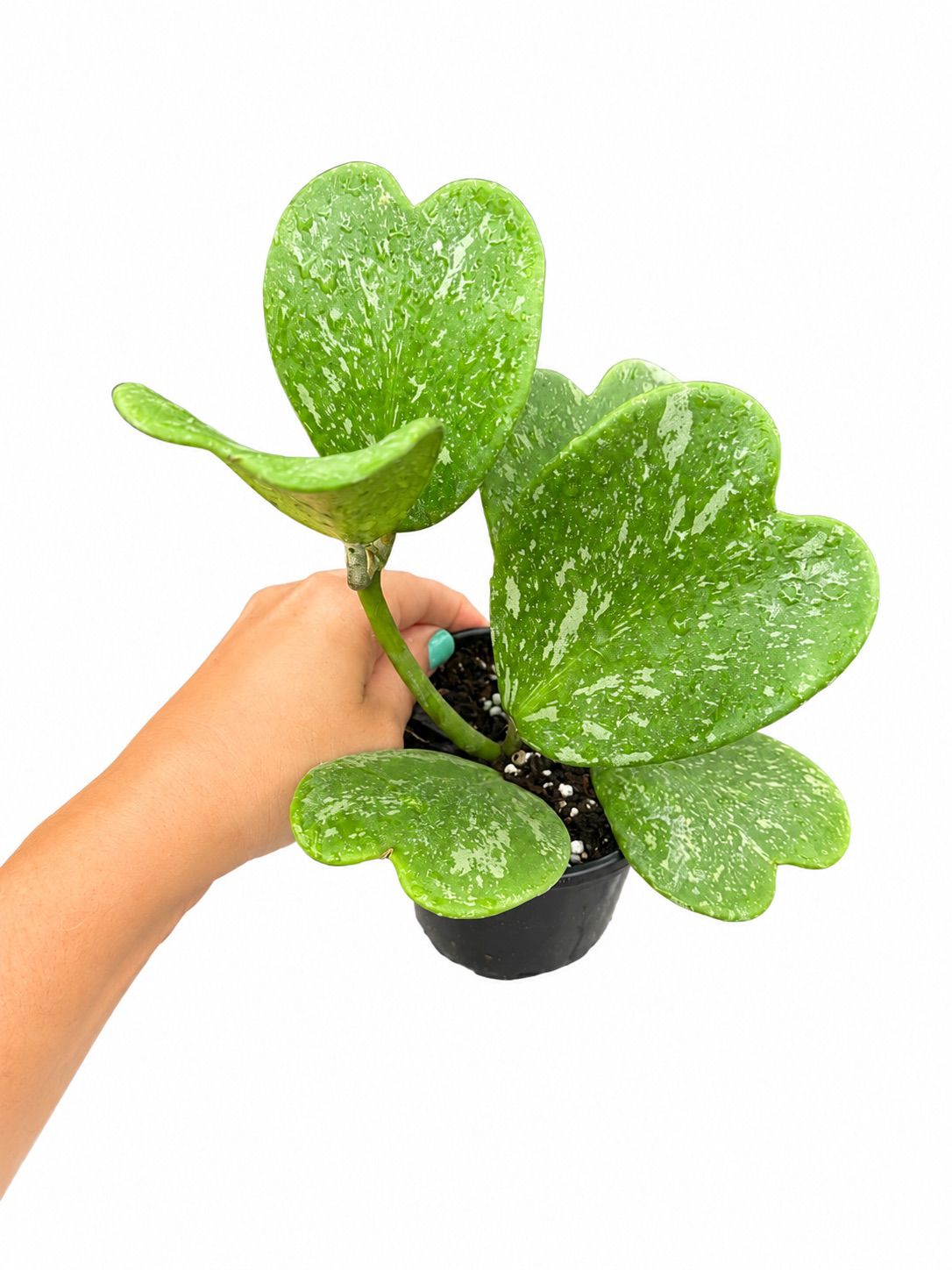 Hoya Kerri splash 4”