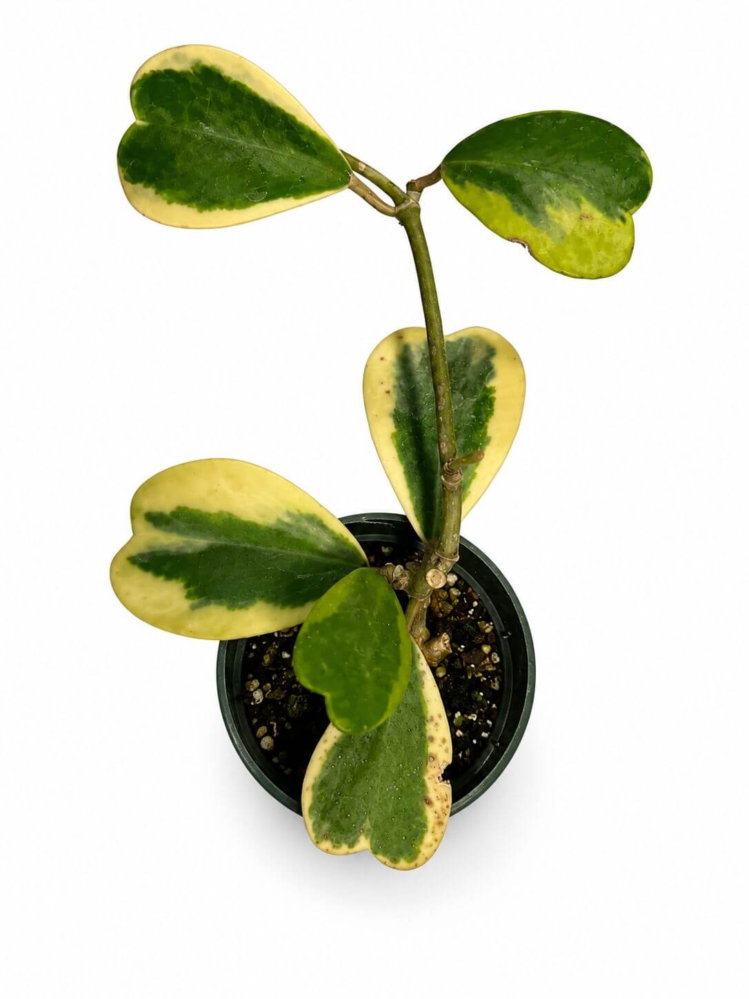 Hoya Kerri variegated 4”