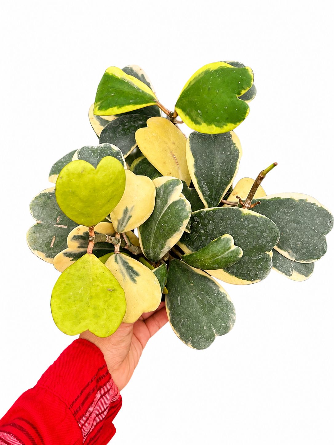 Hoya Kerri variegated 6”