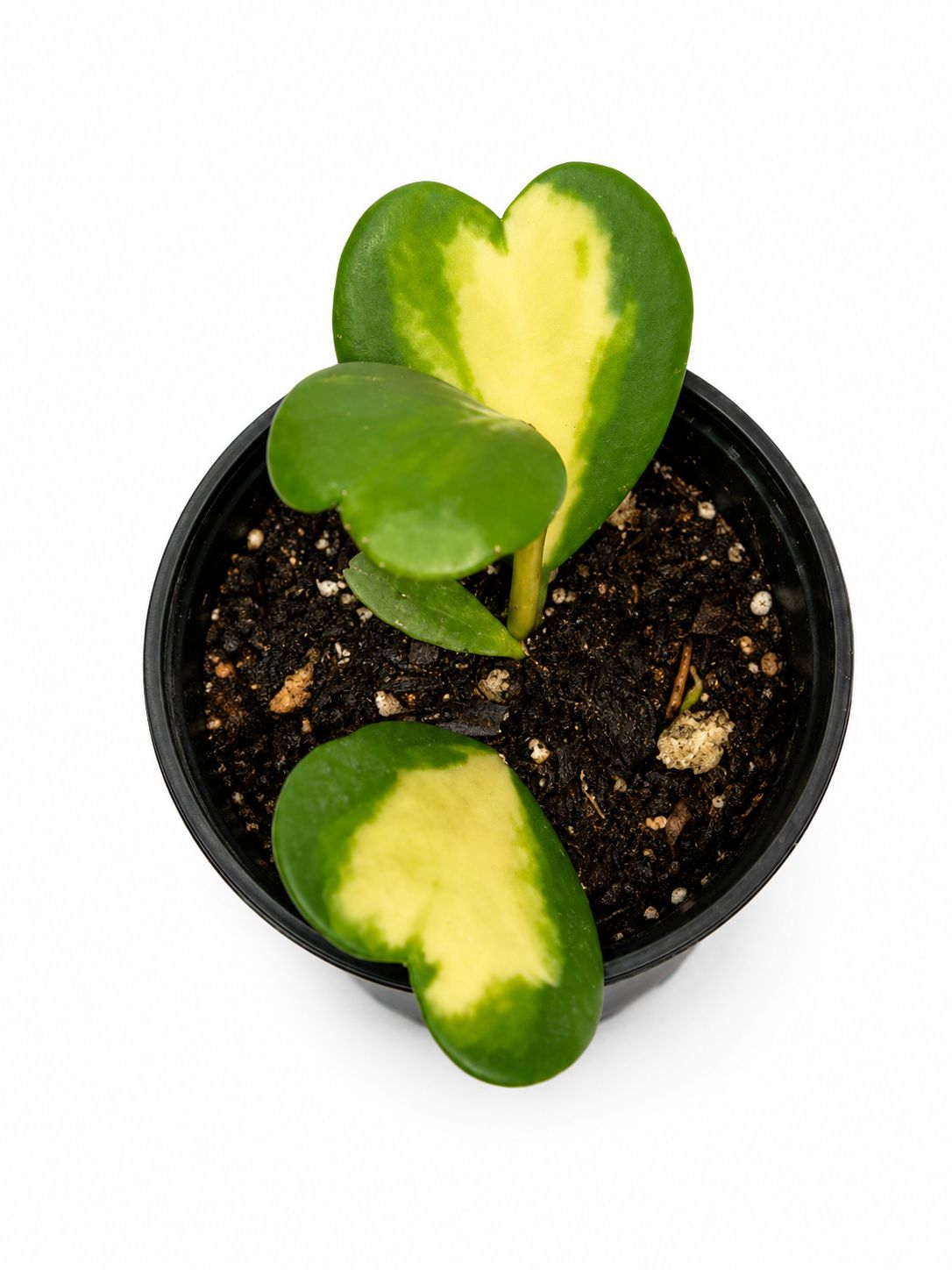 Hoya Kerri variegated reserve 5”