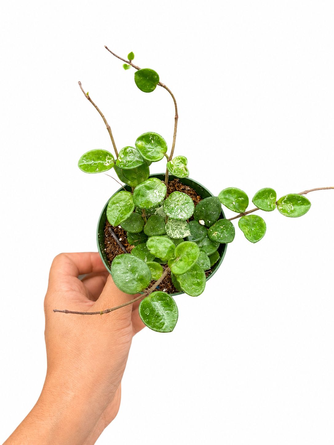 Hoya Mathilde 4”