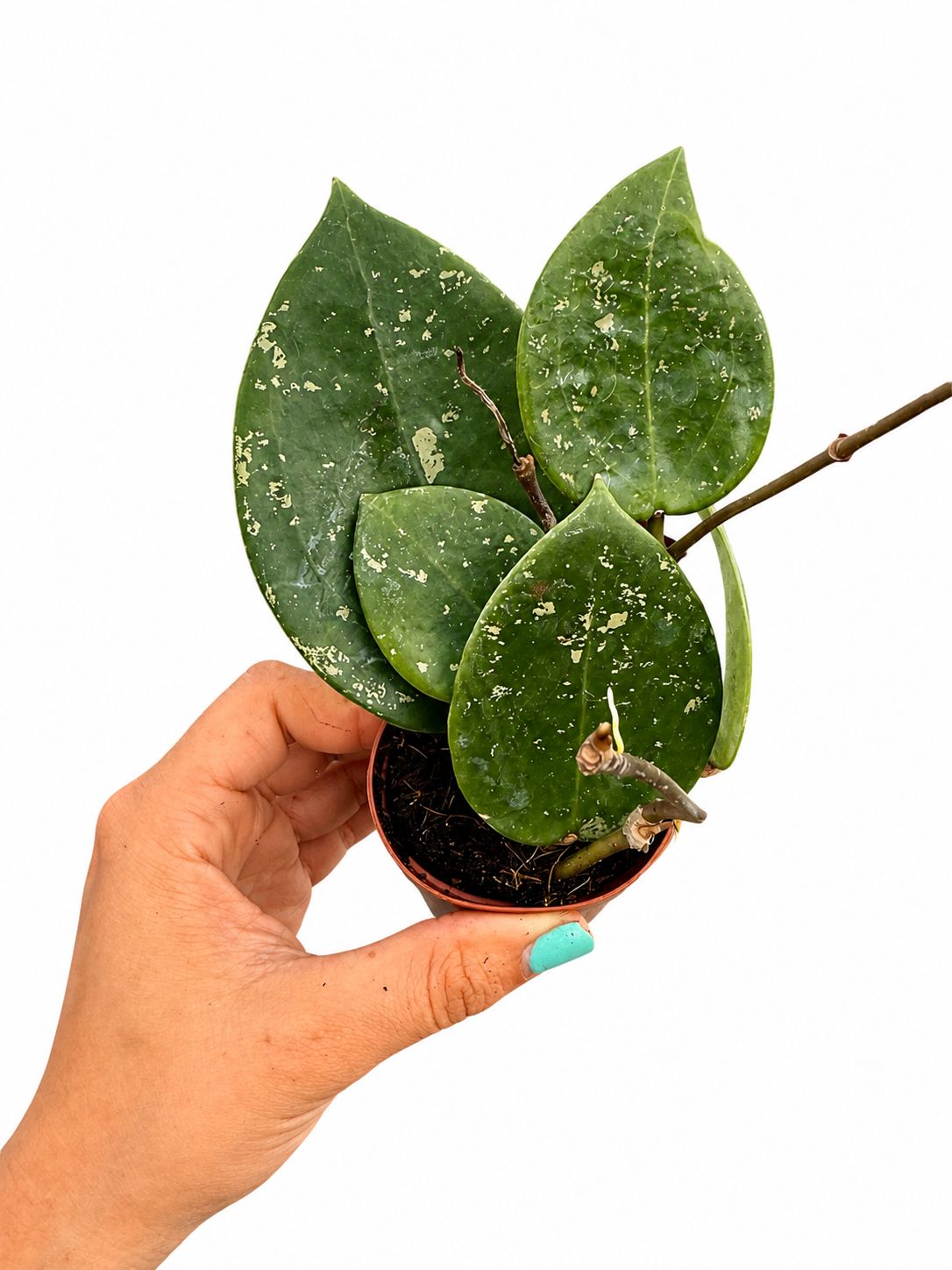 Hoya Parasitica splash 3”