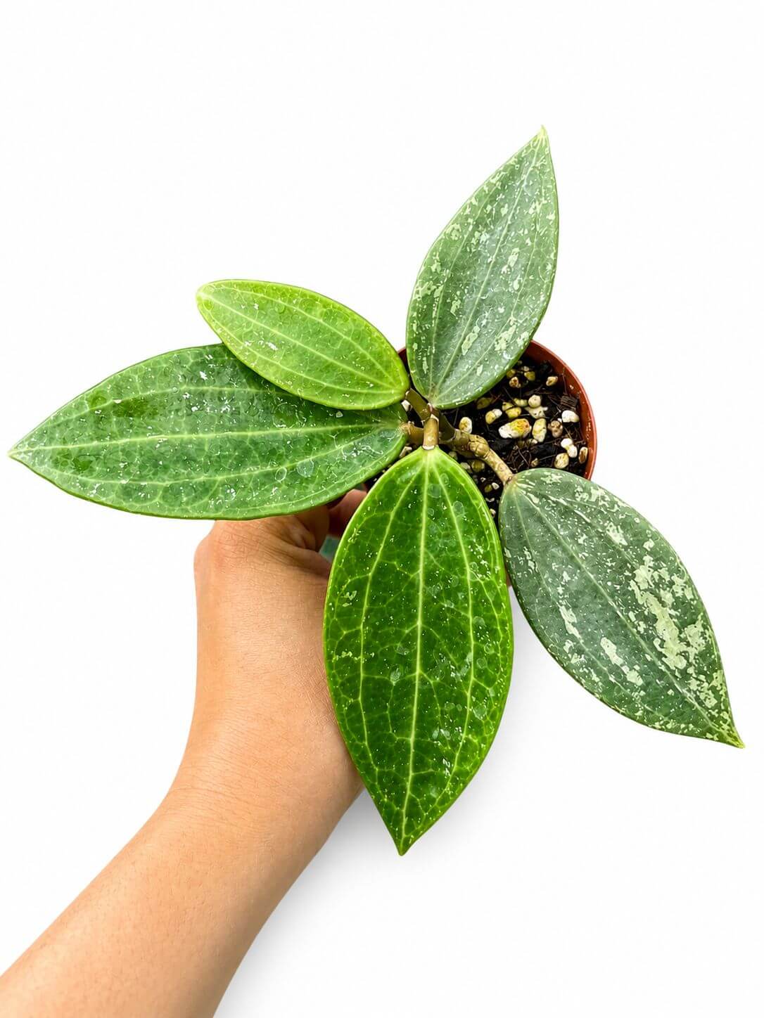 Hoya Ragnsan 3”