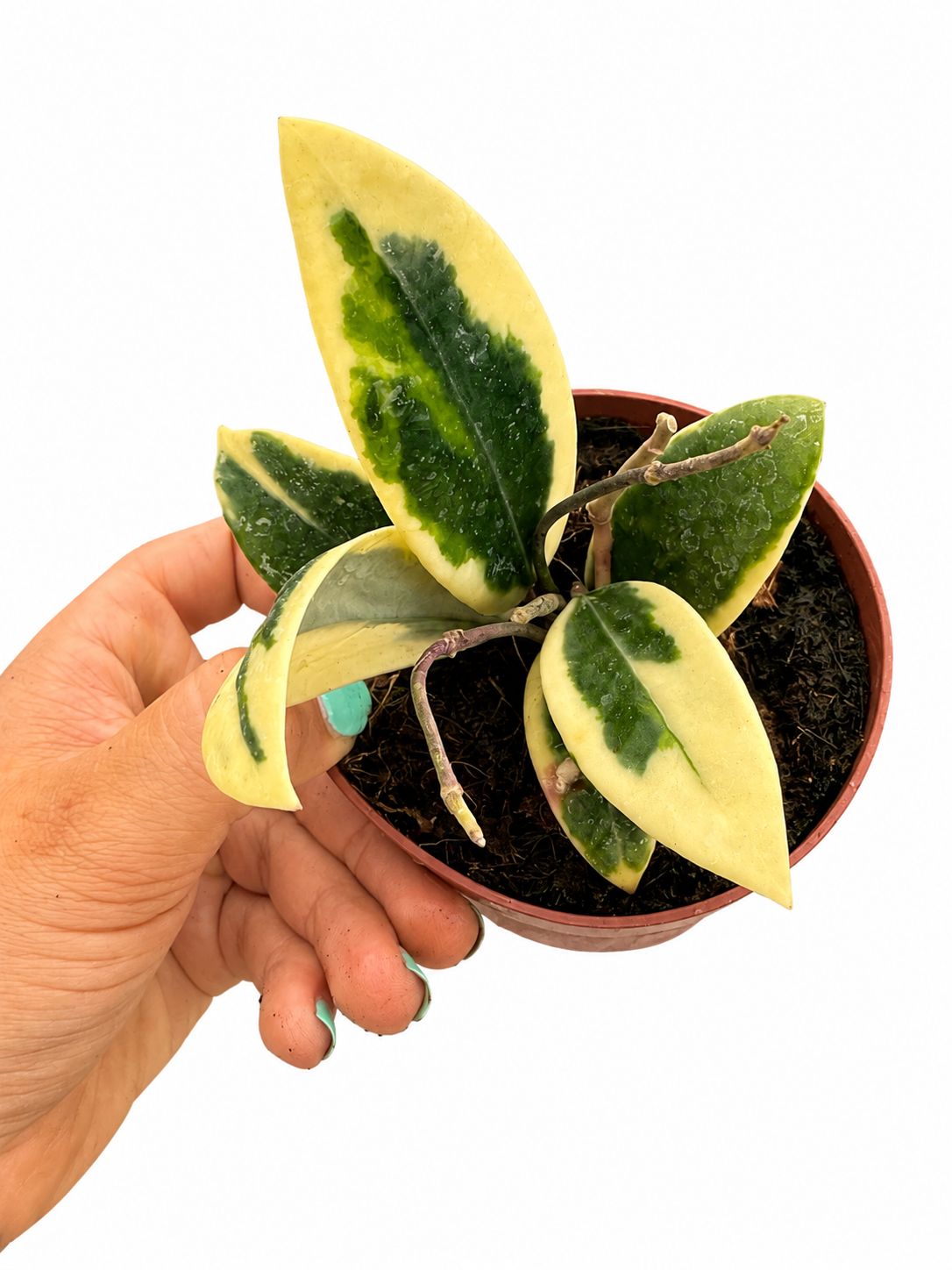 Hoya Verticillata albo 4”