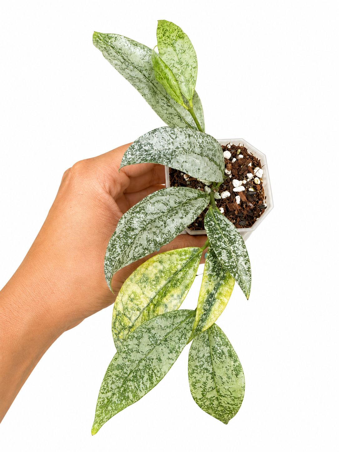 Hoya amicabilis silver 3”