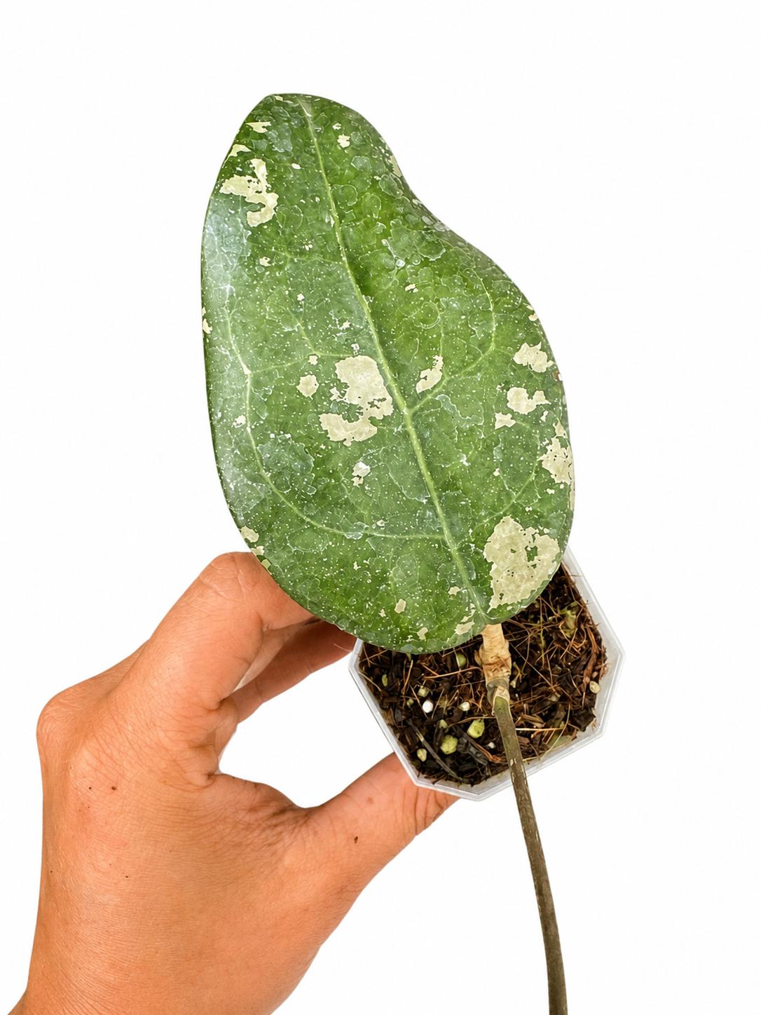 Hoya bird paradise 3”