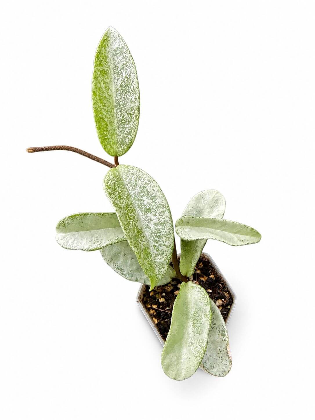 Hoya carnosa nova ghost 3”
