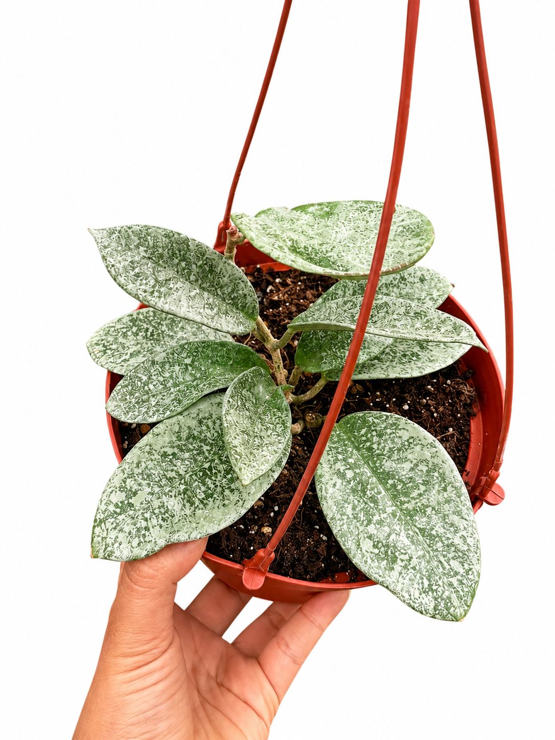 Hoya carnosa nova ghost 6”