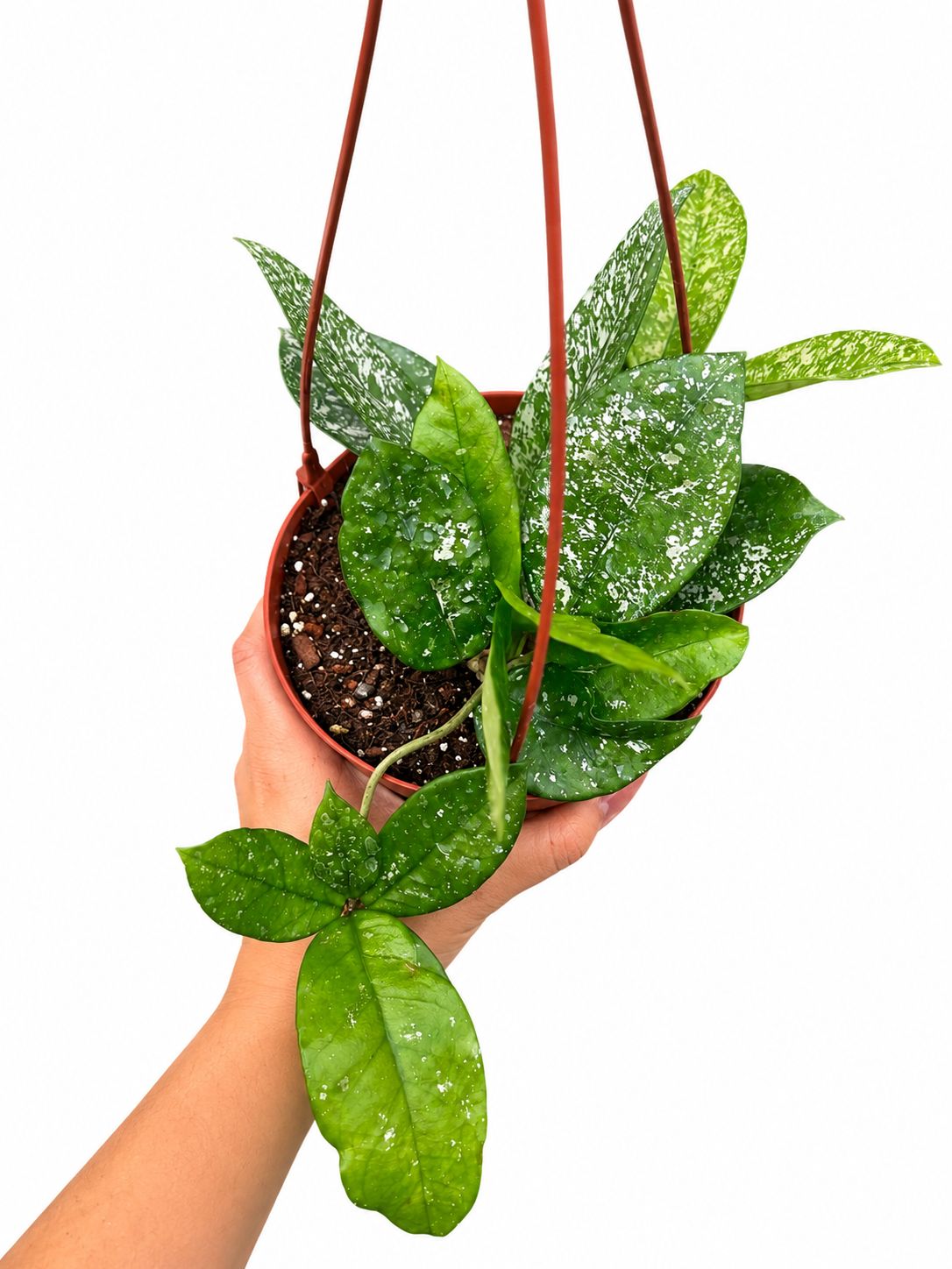 Hoya carnosa sprinkles 6”