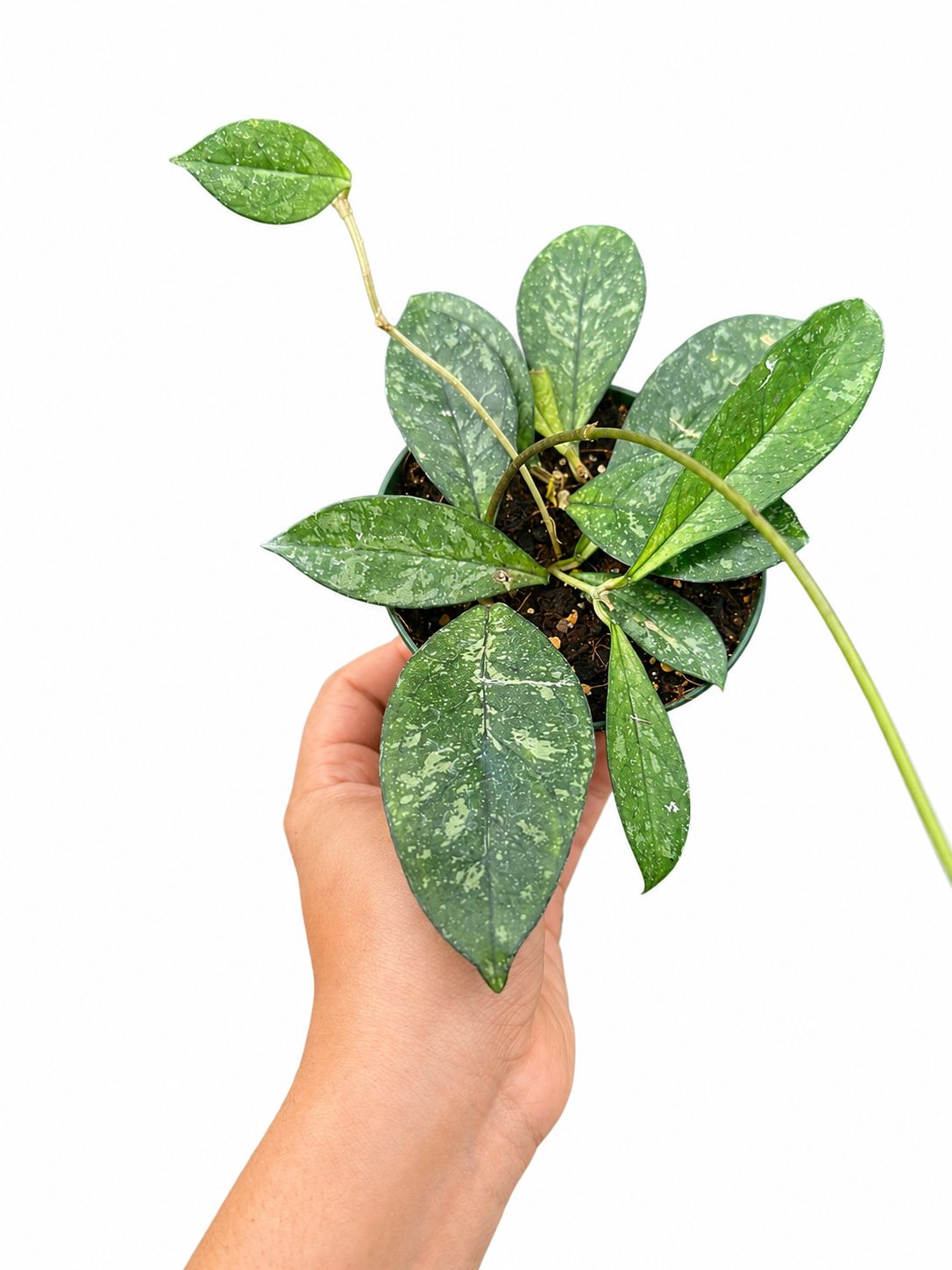 Hoya crassiopelata splash 4”