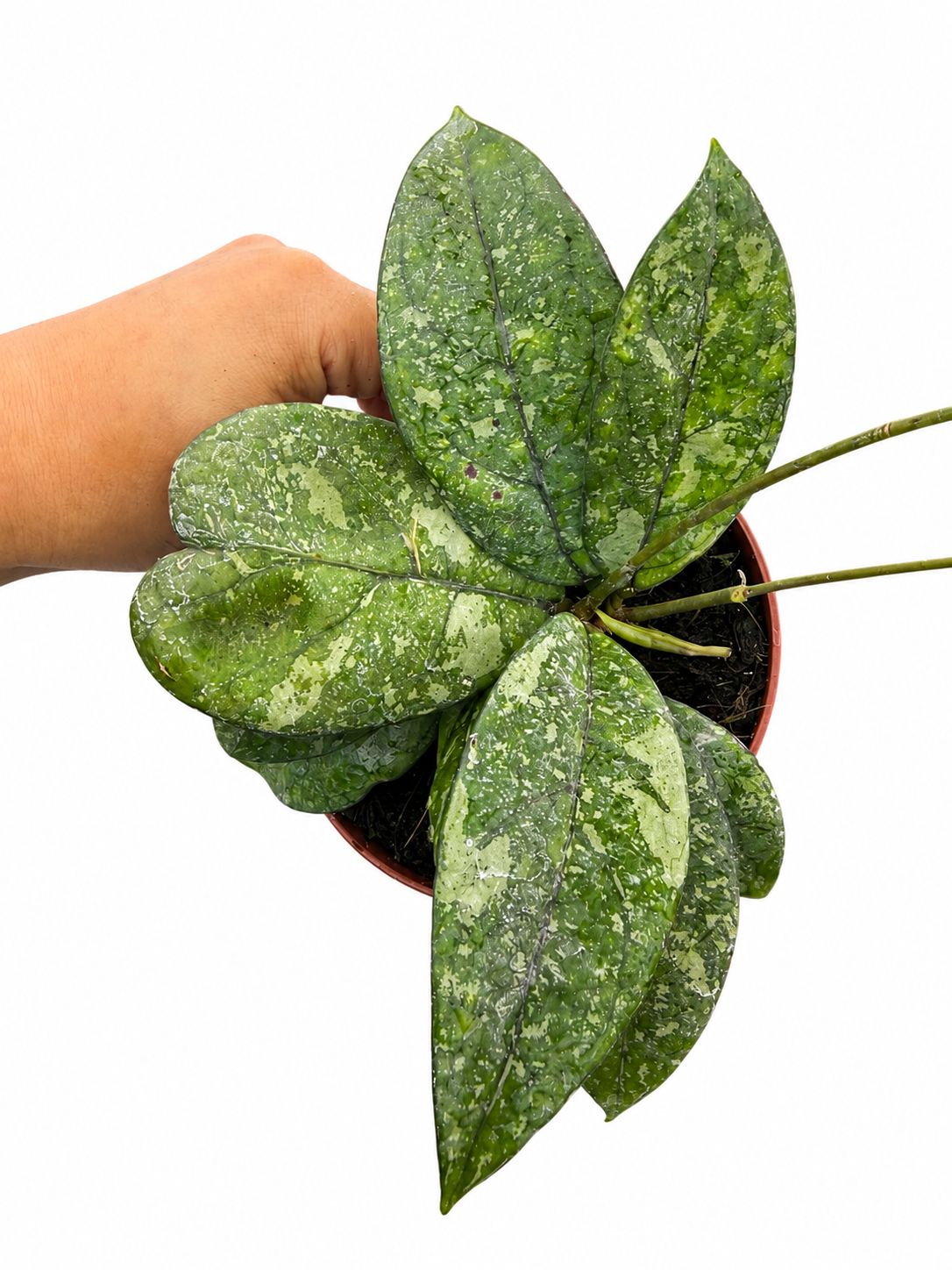 Hoya crassiopelata splash 4”