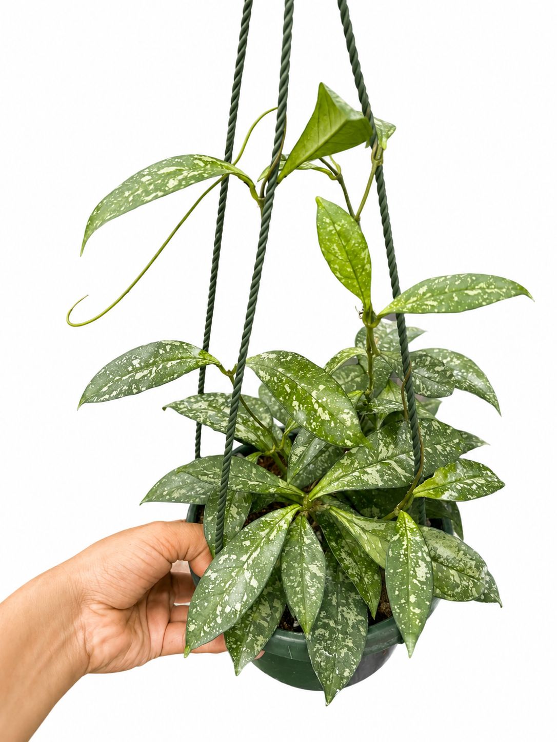 Hoya crassiopelata splash 6”