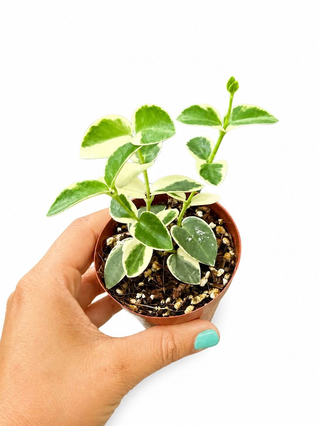 Hoya cunmigiana albo 3”