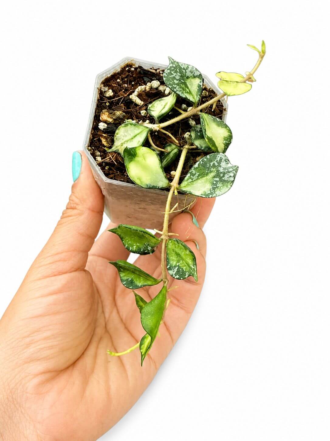 Hoya curtisi variegated 3”