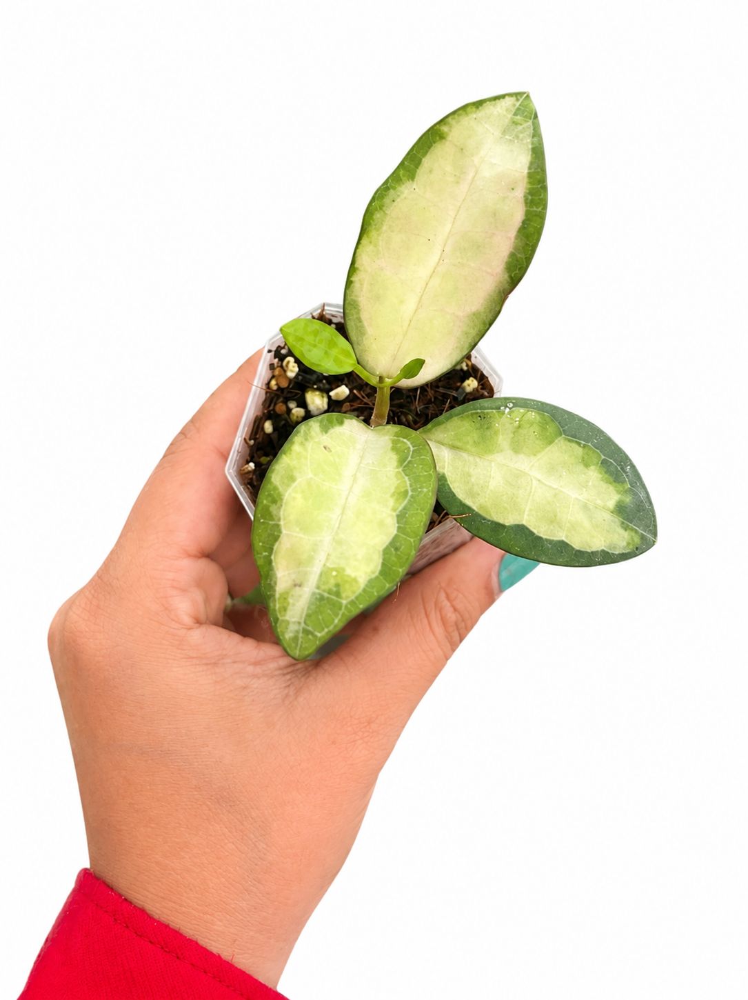 Hoya eliptica variegated 3”