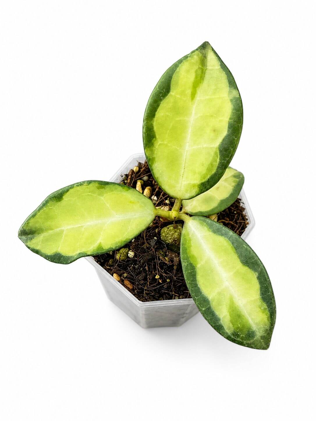 Hoya eliptica variegated 3”