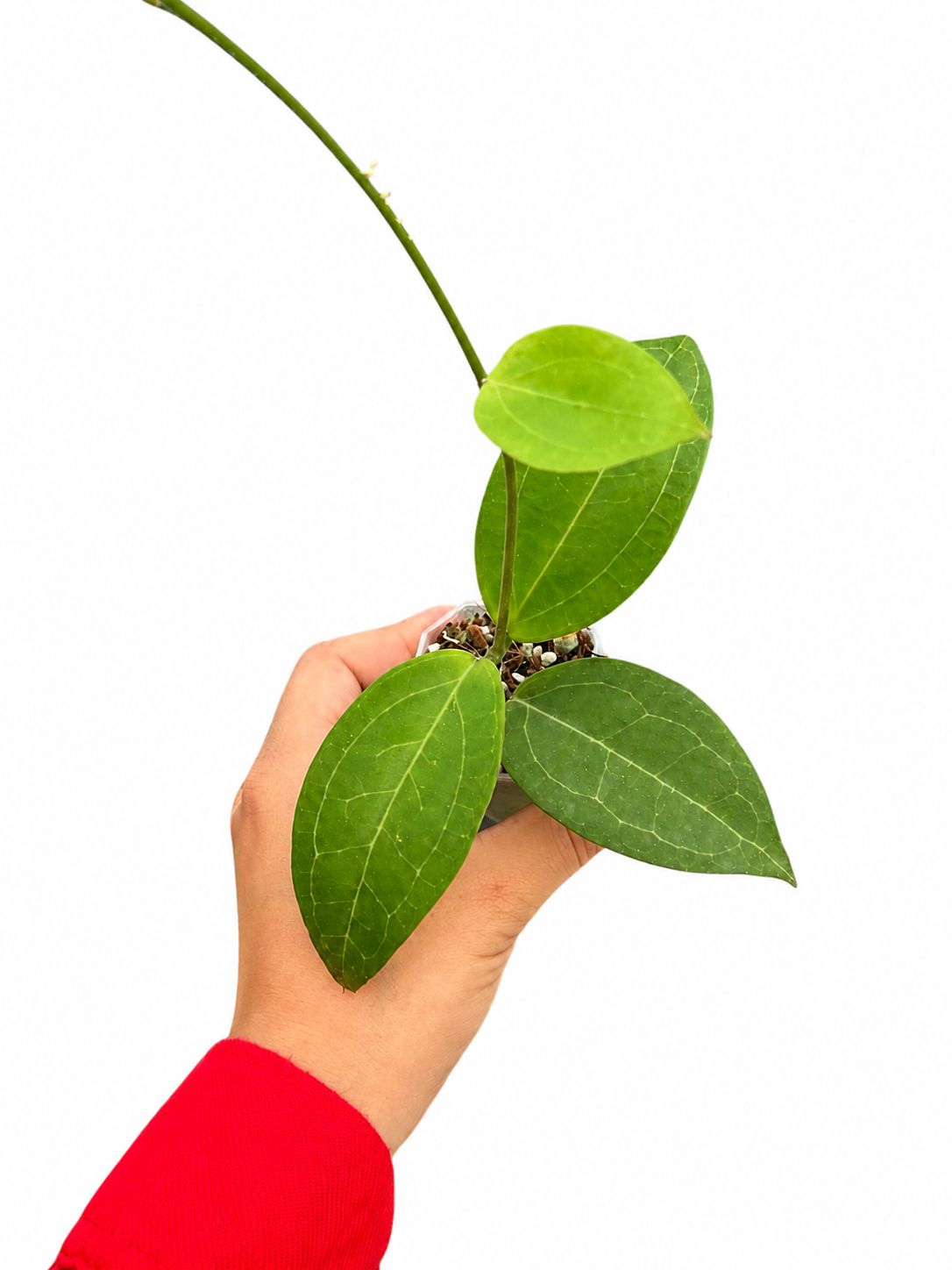 Hoya eliptica x cinnamofolia 3”