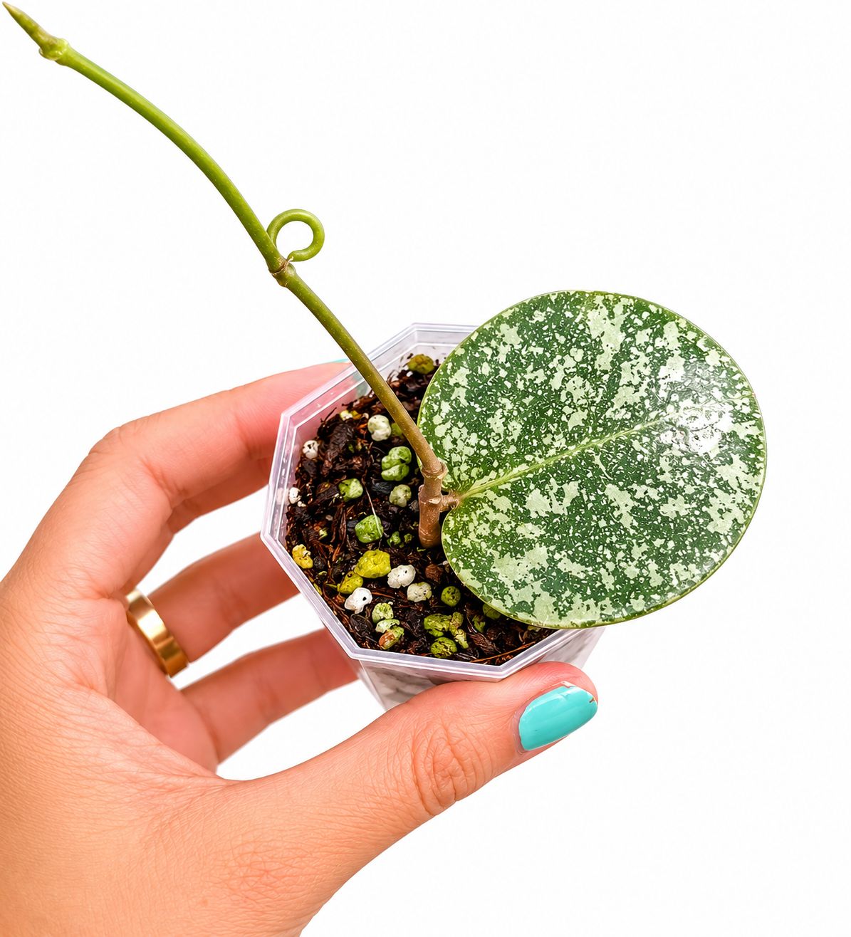 Hoya eliptica x imbricata 3”