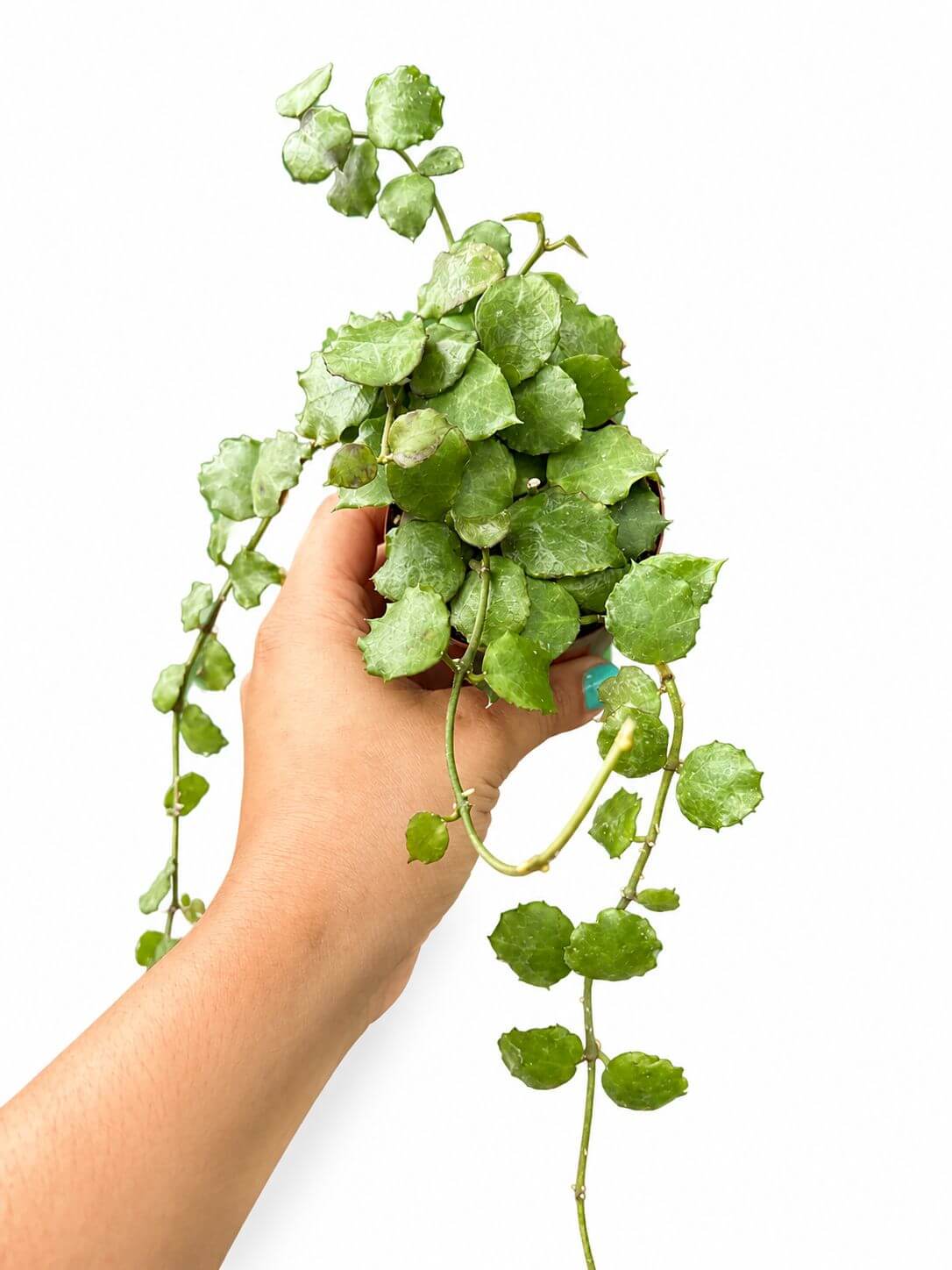 Hoya endauensis 3”