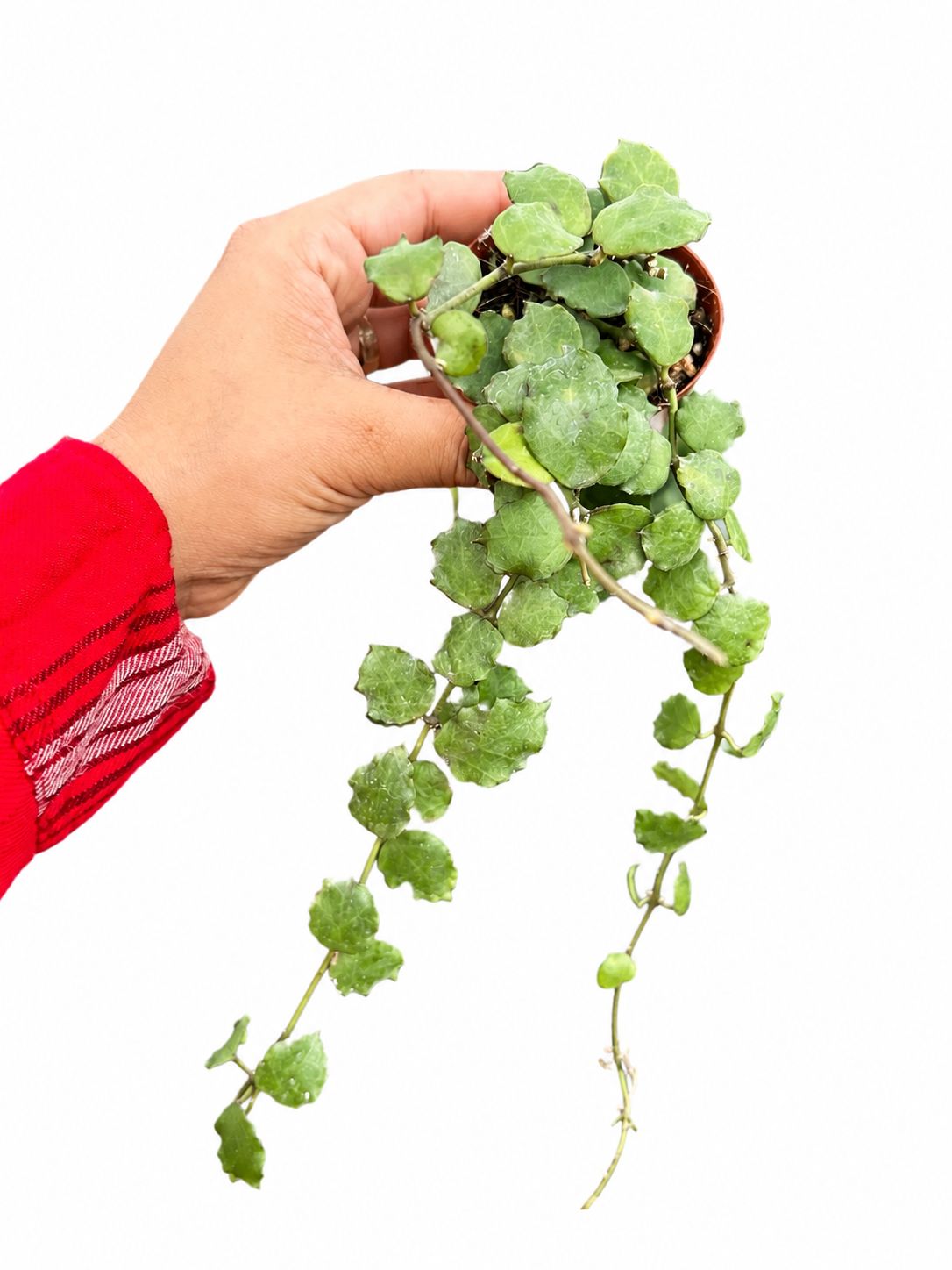 Hoya endauensis 3”