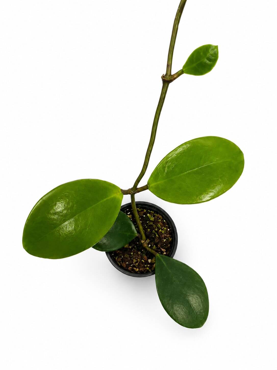 Hoya excavata 4”