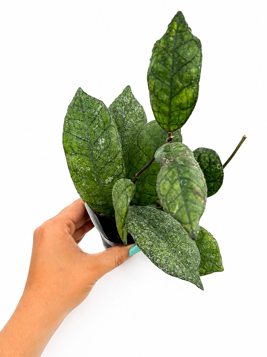 Hoya finlasoyni nova 3”