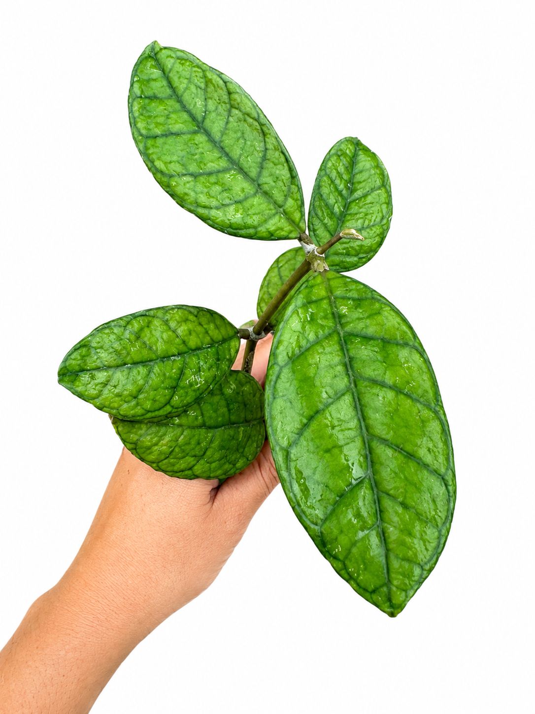 Hoya finlasoyni nova 3”
