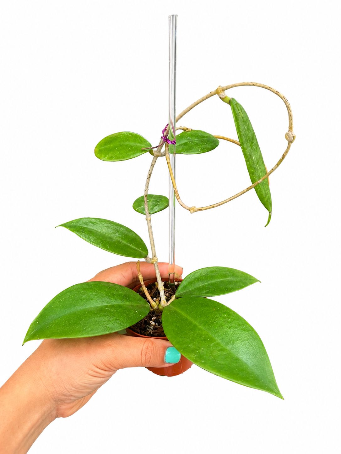 Hoya finlasoyni panggha silver 3”