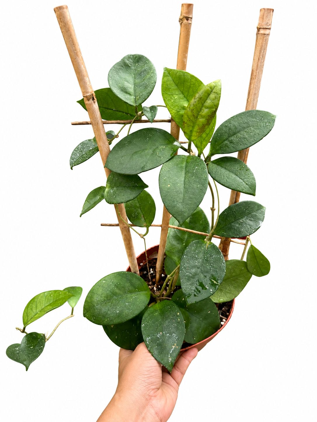 Hoya fungi 6”