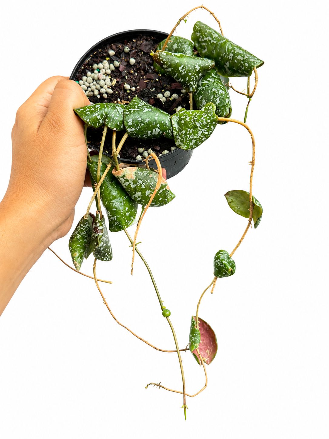 Hoya imbricata 4”